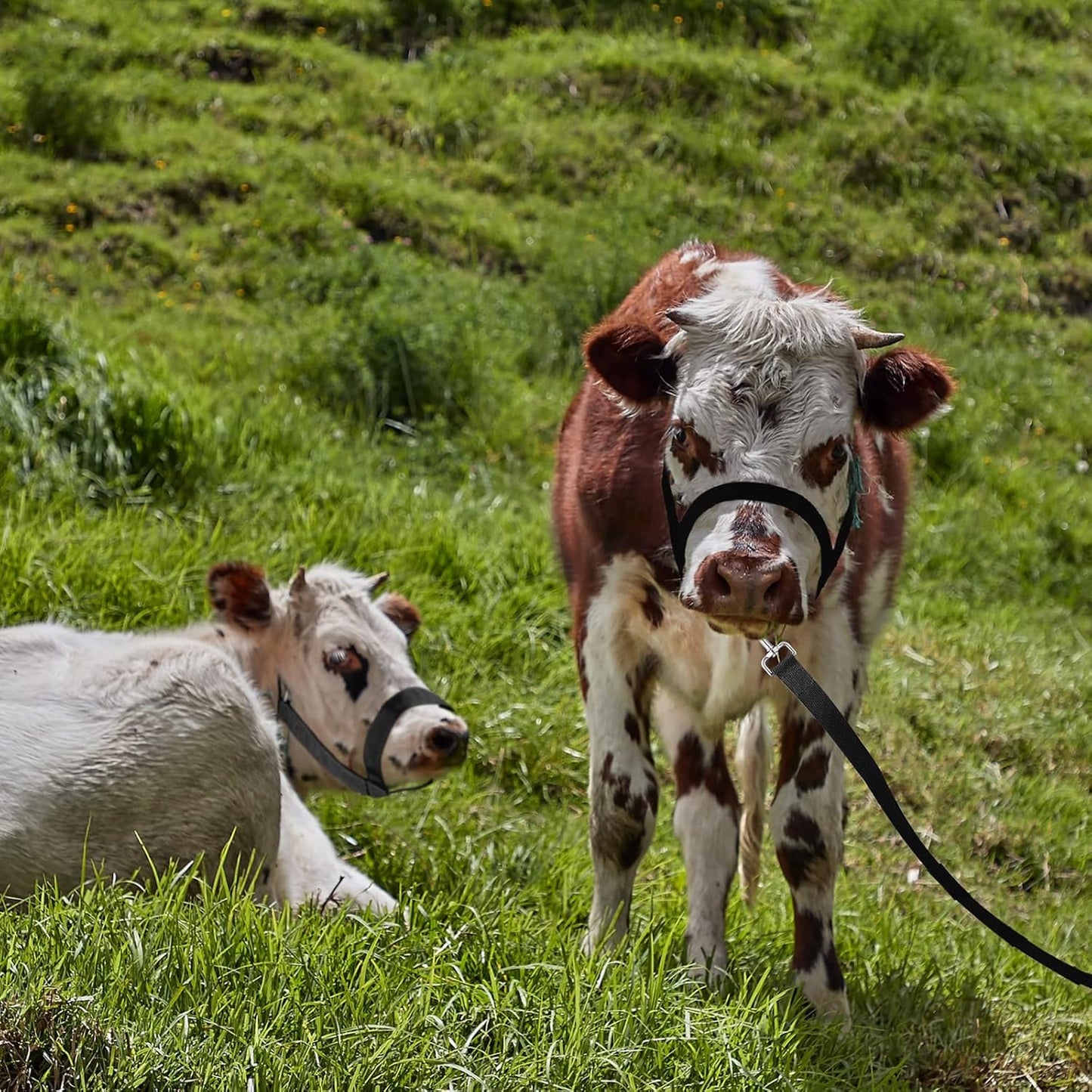 Hillban Cow Halter Cattle Halters Adjustable Calf Halter with Leading Rope for Miniature Horse Donkey Goat Foal Nylon Cattle Training Supplies